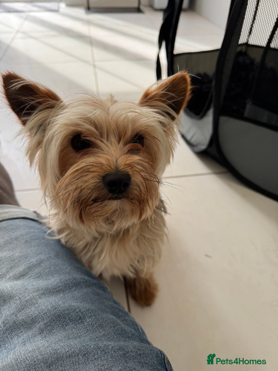 Yorkshire Terrier dogs for sale: Yorkshire Terrier pup 1 year old - Image 3