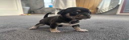Chihuahua dogs for sale: Beautiful chihuahua 1 boy & 1 Girl  - Advert 4