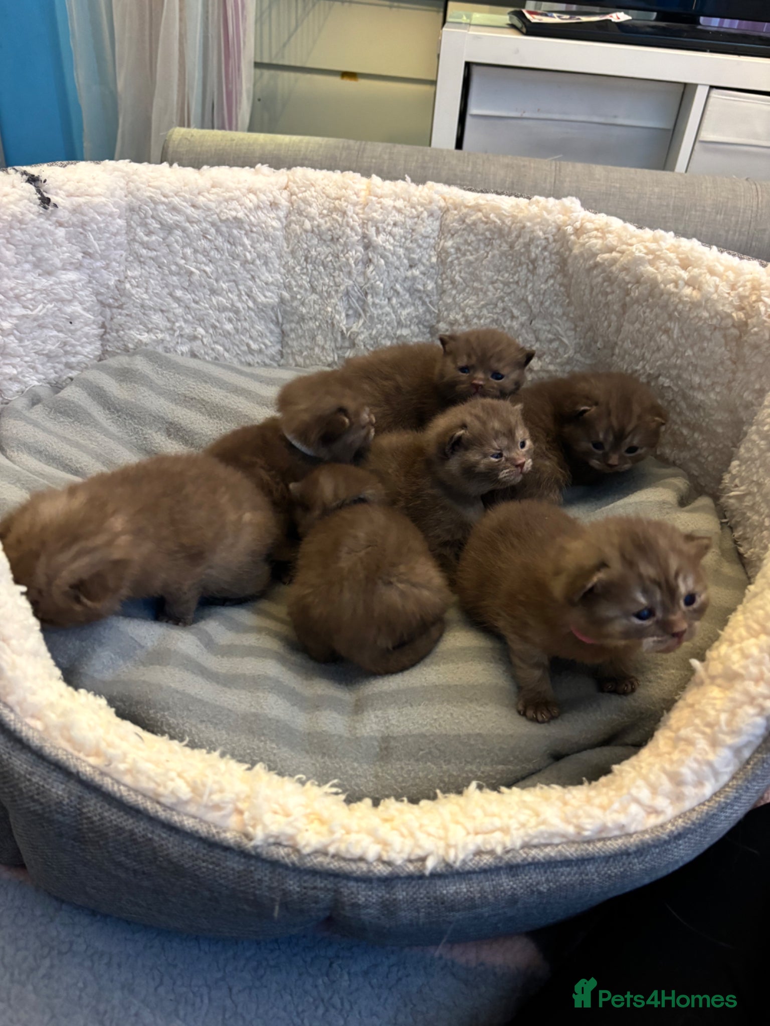 British Shorthair cats British shorthaired chocolate kittens  - Advert 1