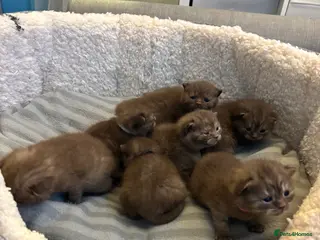 British Shorthair cats British shorthaired chocolate kittens - Advert 1