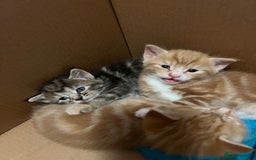 Mixed Breed cats for sale:  Beautiful Kittens for Sale – 2 Boys & 2 Girls 🐾 - Image 28