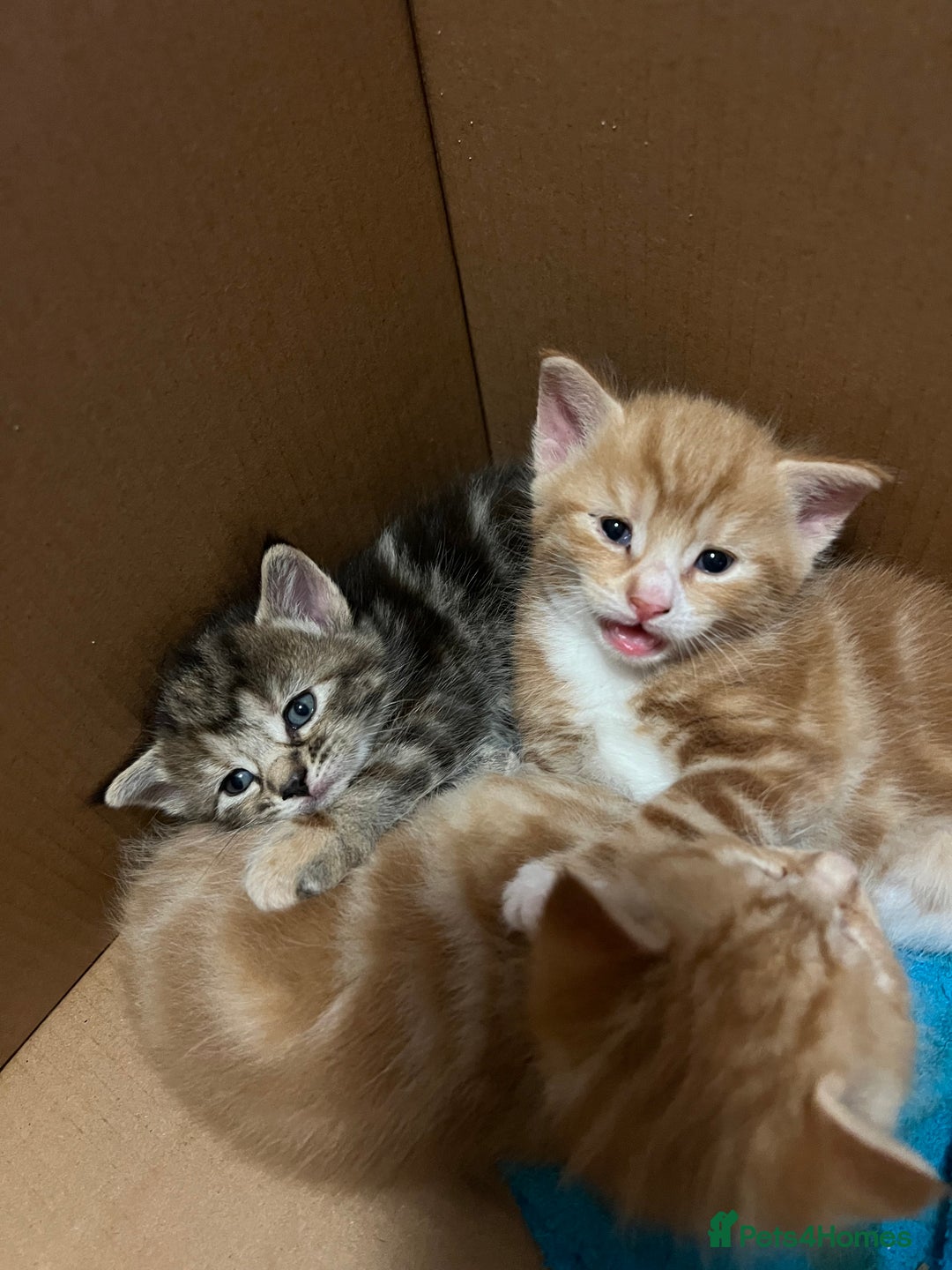 Mixed Breed cats for sale:  Beautiful Kittens for Sale – 2 Boys & 2 Girls 🐾 - Image 28