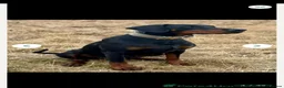 Dobermann dogs for sale: Gorgeous Full Pedigree Doberman puppies for sale  in Hull - Advert 12