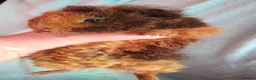 Guinea Pig rodents for sale: Funky baby boy guinea pigs ready now  - Advert 6