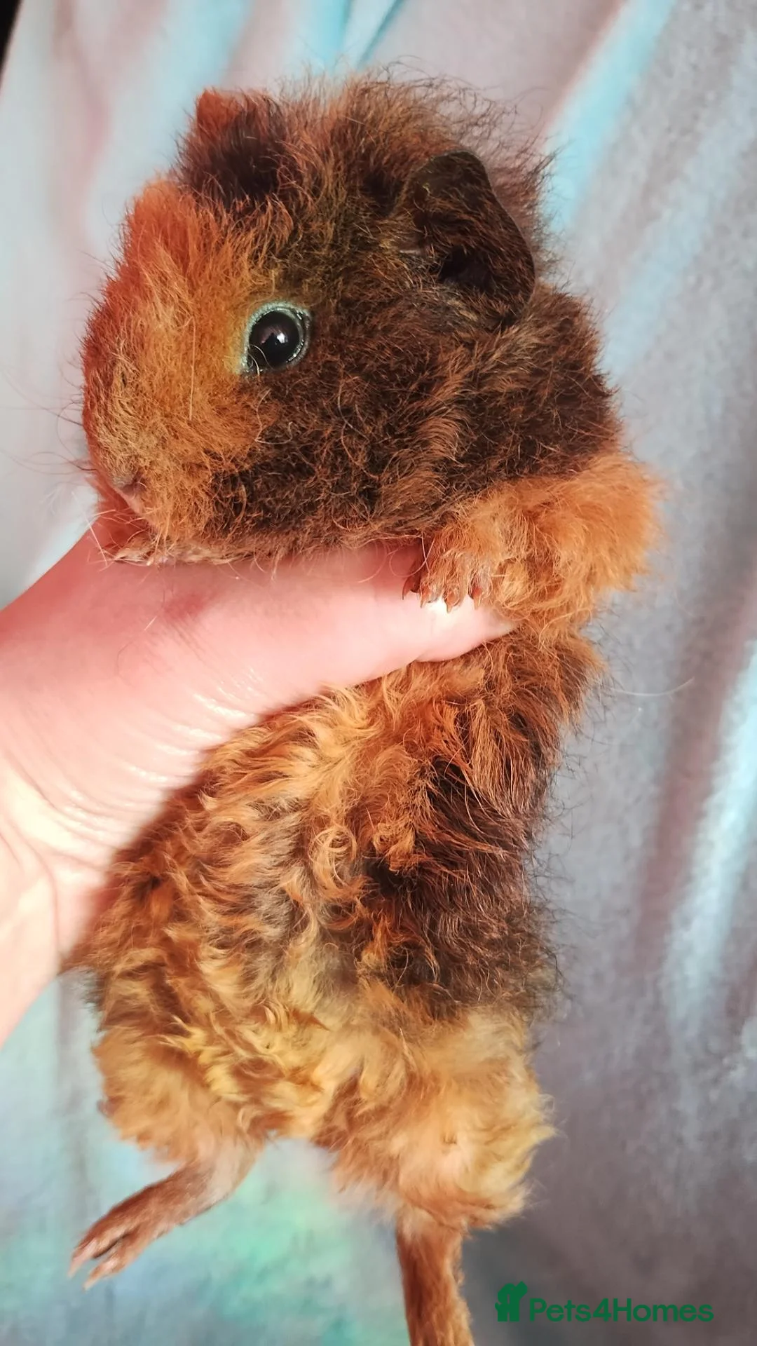 Guinea Pig rodents for sale: Funky baby boy guinea pigs ready now  - Advert 6