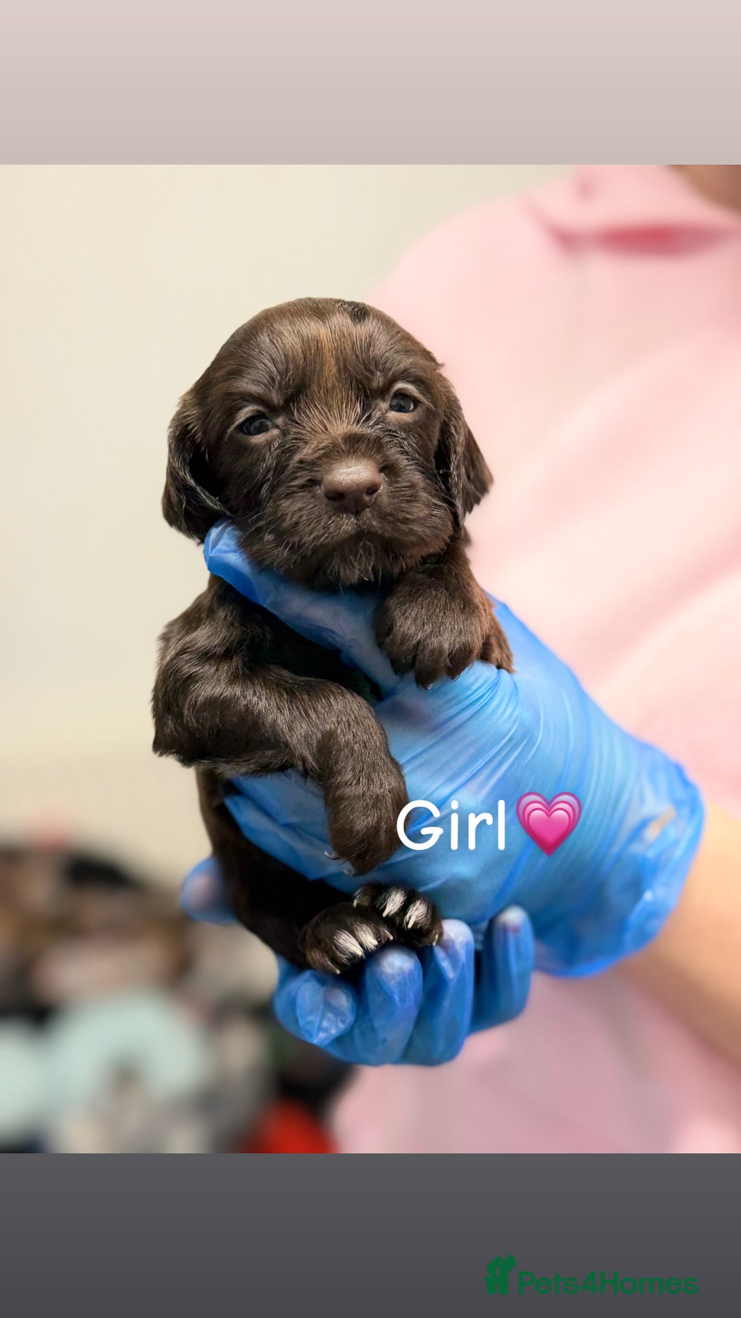 Cocker Spaniel dogs for sale: PureBred Cocker spaniel   - Advert 6