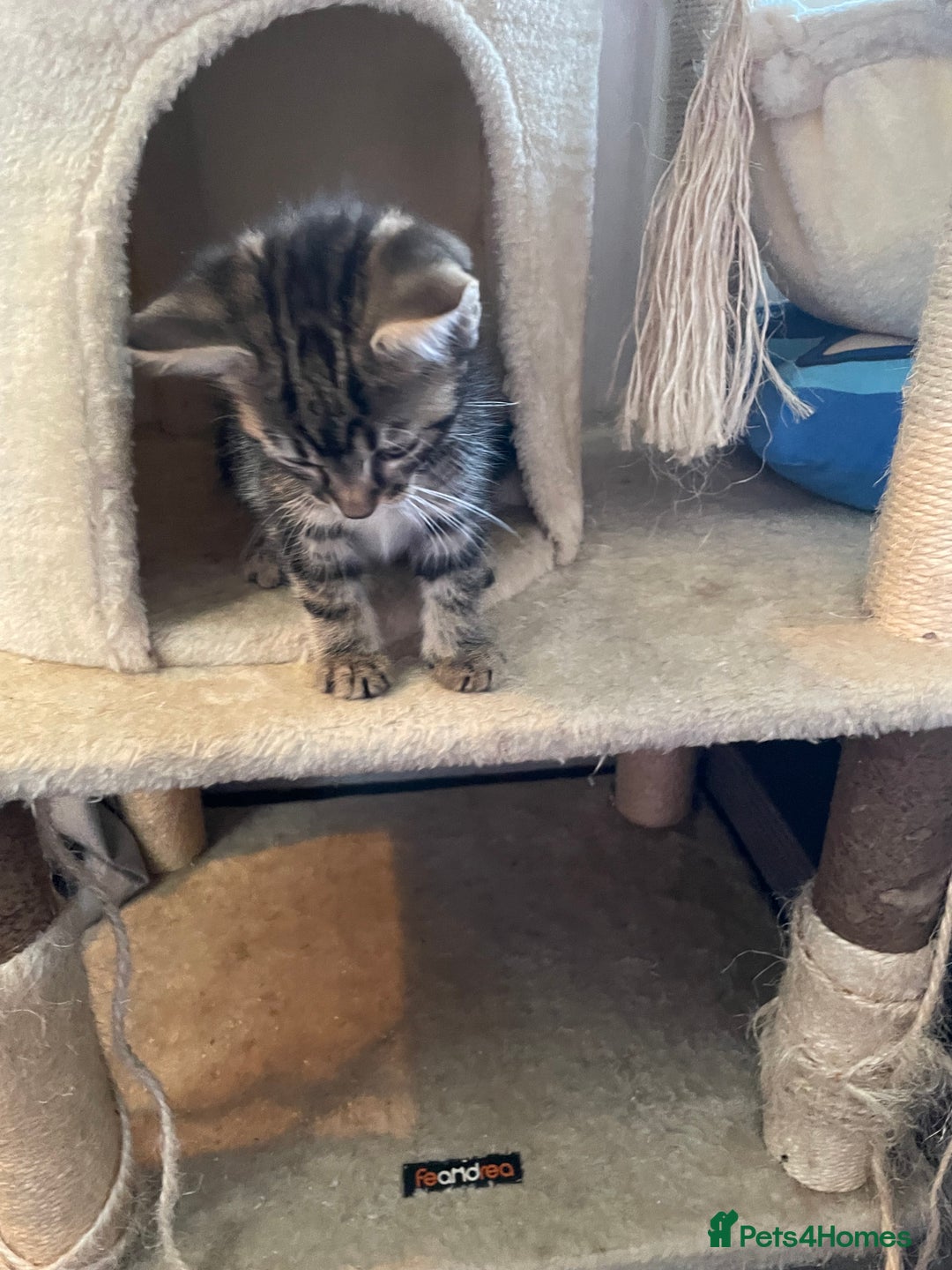 Mixed Breed cats for sale: 2 stunning little kittens for sale - Image 3