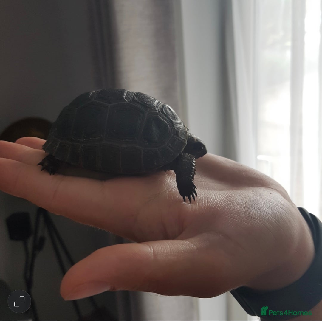 Tortoise reptiles for sale: Aldabra Male Tortoise 25kg - 2020 - Advert 2