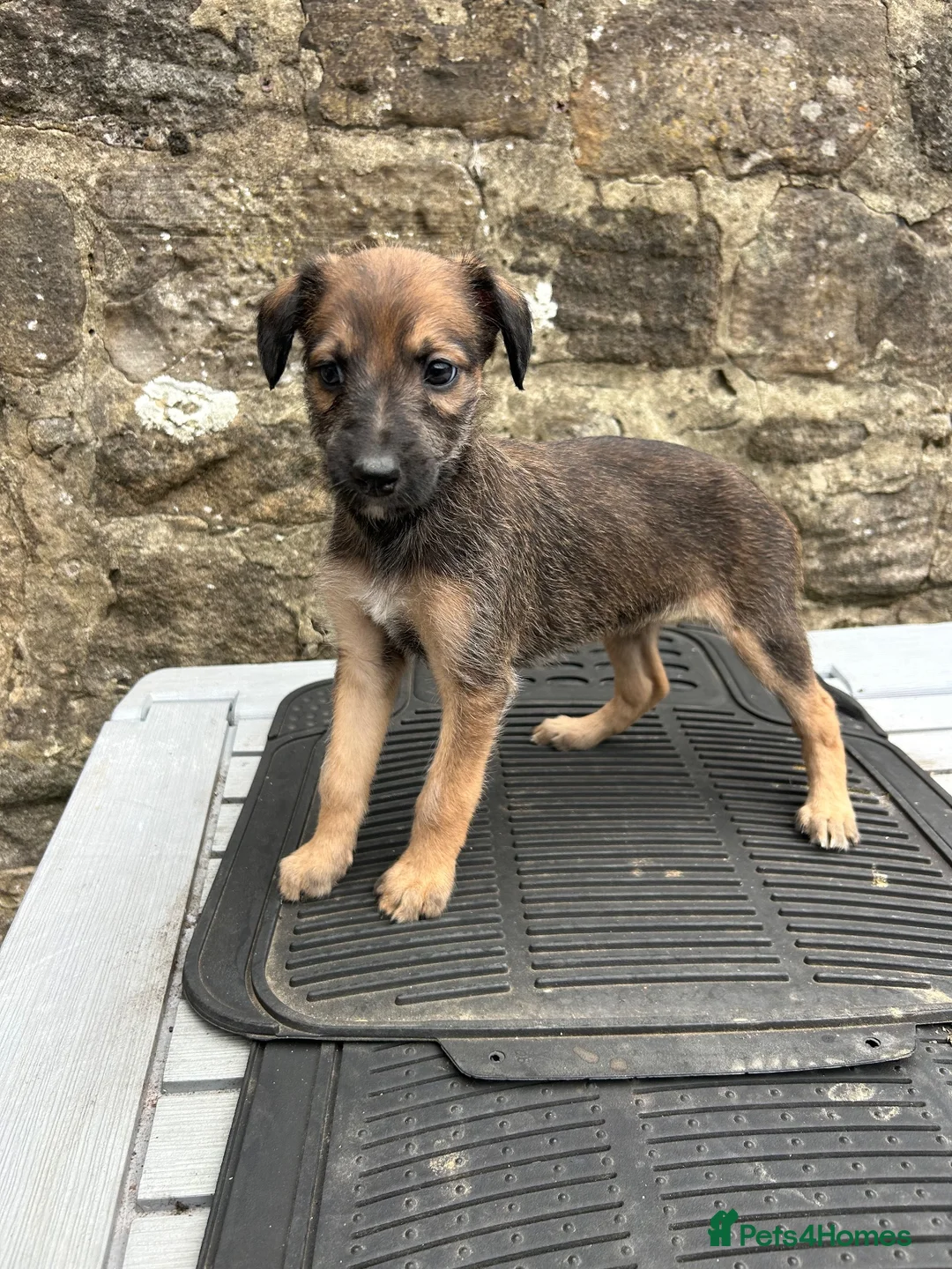 Lurcher dogs for sale: Bedlington whippet lurcher pups - Advert 19