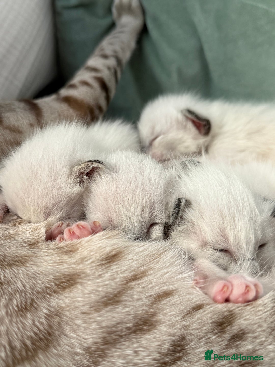 Ragdoll cats for sale: Ragdoll x Oriental kittens  - Image 8