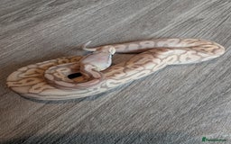 Python Snake reptiles for sale: Royal pythons - Image 5