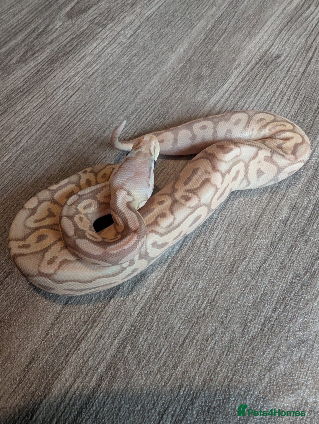 Python Snake reptiles for sale: Royal pythons - Image 5