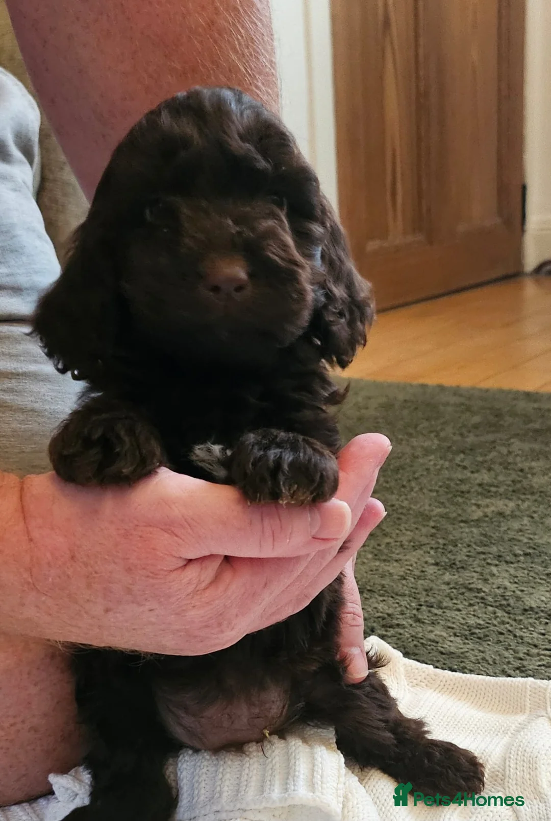 Sproodle dogs for sale: STUNNING SHOW SPRINGAPOO PUPPIES FOR SALE  - Advert 4