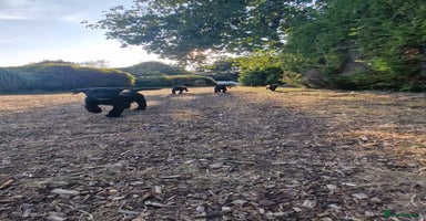 Labrador Retriever dogs - Advert 12