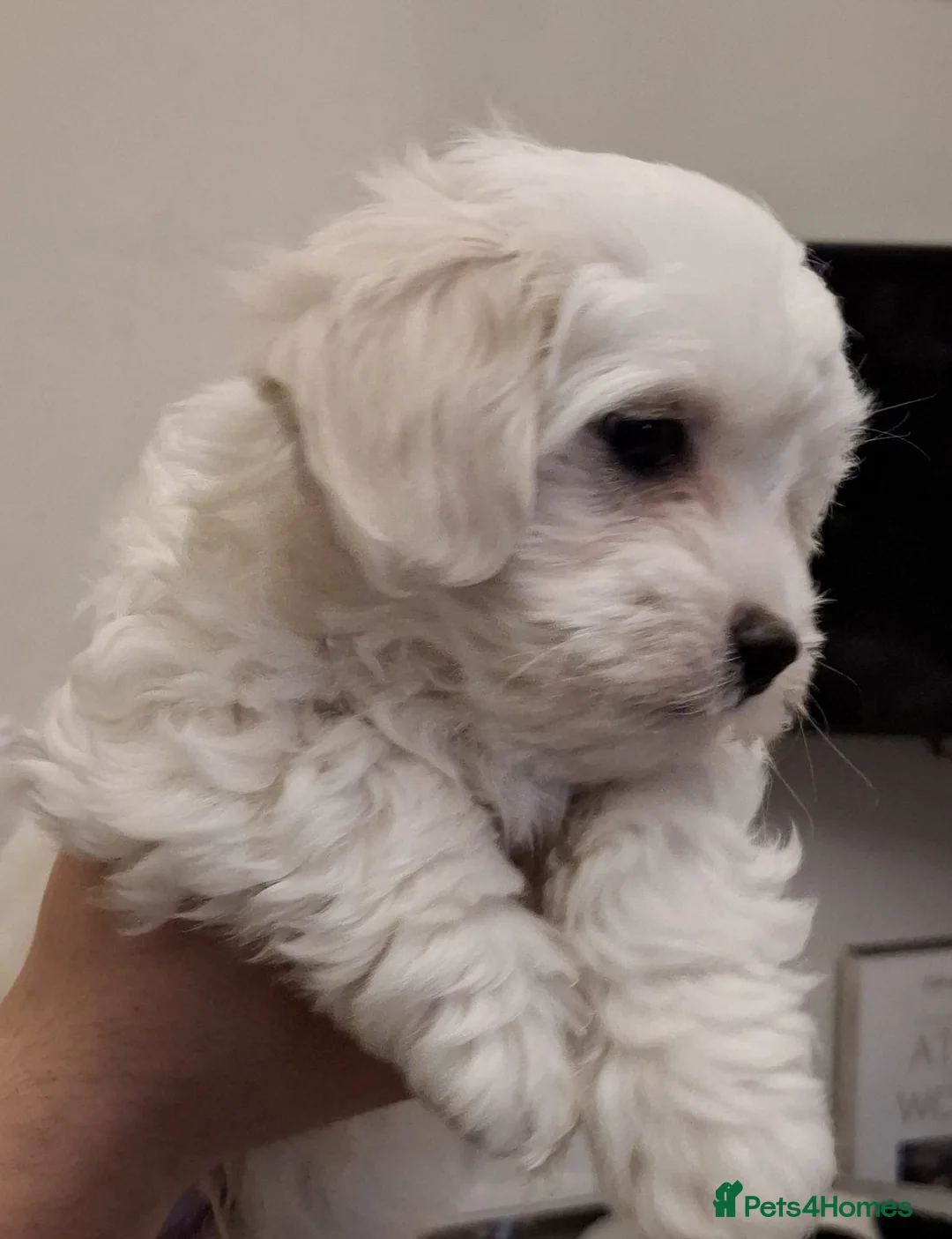 Maltese dogs for sale: 1 maltese male puppy sale green tag left - Advert 2