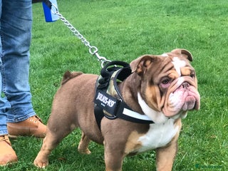 English Bulldog dogs for sale: Gorgeous Choc Tan English Bulldog Male. in Burton-on-Trent - Advert 1