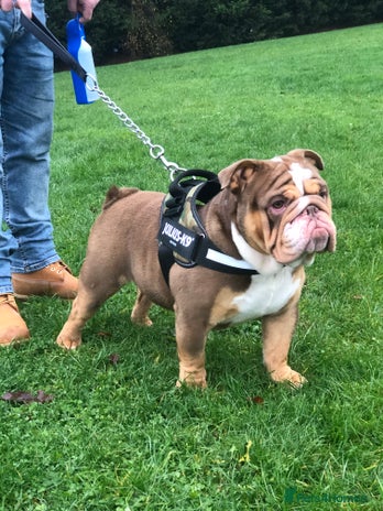 English Bulldog dogs Gorgeous Choc Tan English Bulldog Male. in Burton-on-Trent - Advert 7