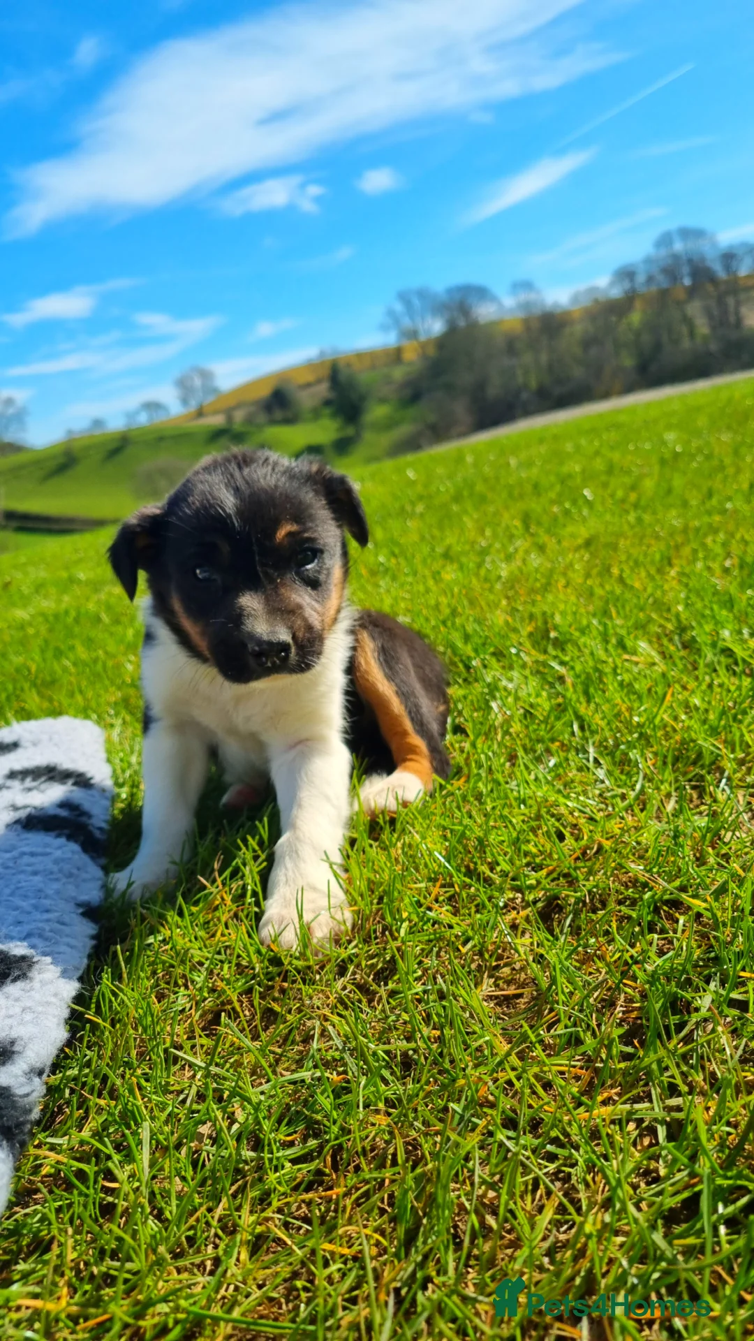 Border Collie dogs for sale: *OUTSTANDING border collies* - Advert 8