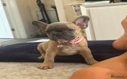 French Bulldog dogs for sale: Female French bulldog ❤️ - Image 4