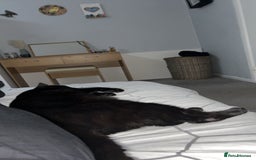 British Longhair cats for sale: Dexter - Advert 3