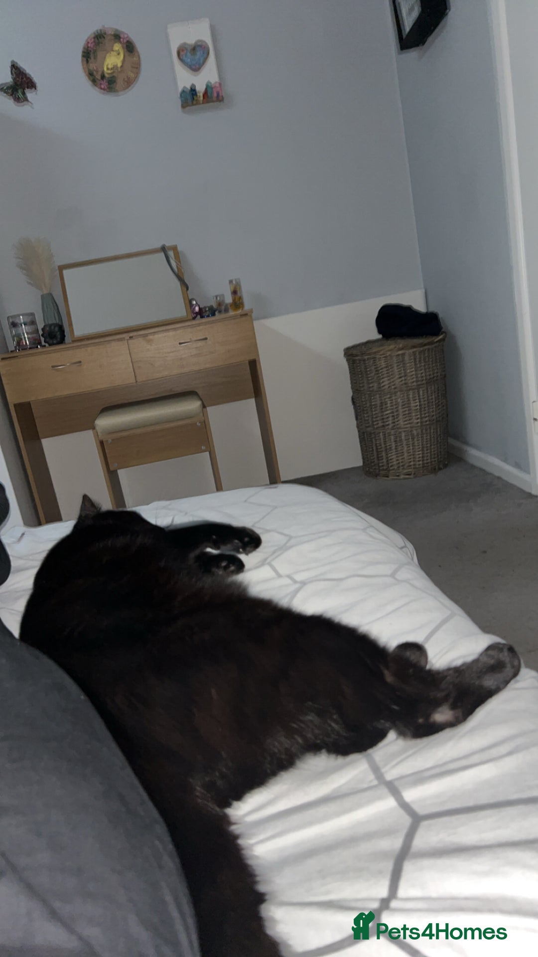 British Longhair cats for sale: Dexter - Advert 3