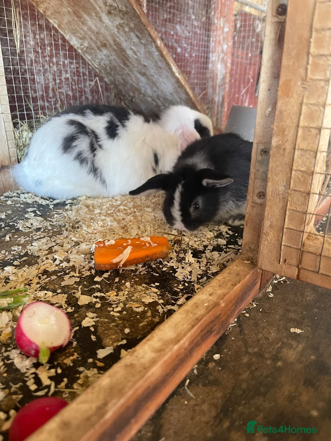 Mini Lop rabbits for sale: Mini lop rabbits - Advert 7
