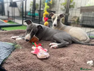 Whippet dogs ONLY 2 BEAUTIFUL GIRLS REMAINING 5* homes - Advert 14