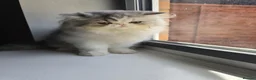 Persian cats for sale: Cute Silver Tabby PERSIAN Kitten for Sale | Loving - Advert 14