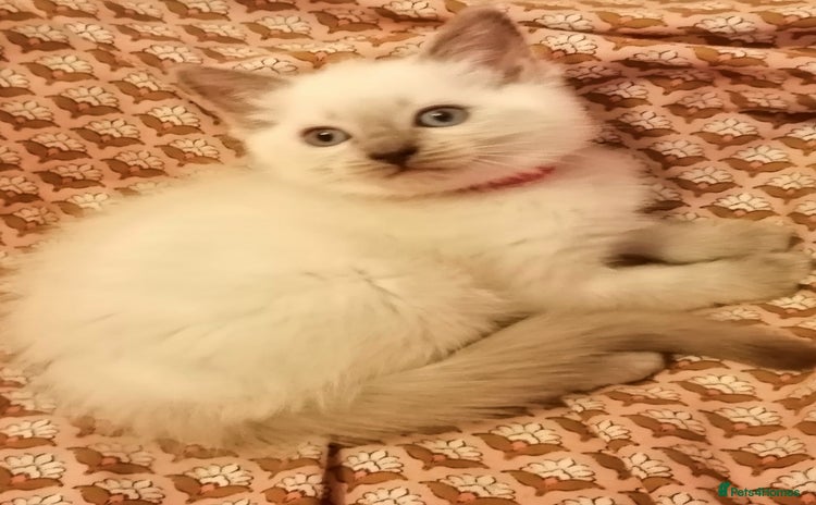 British Shorthair cats - Advert 4