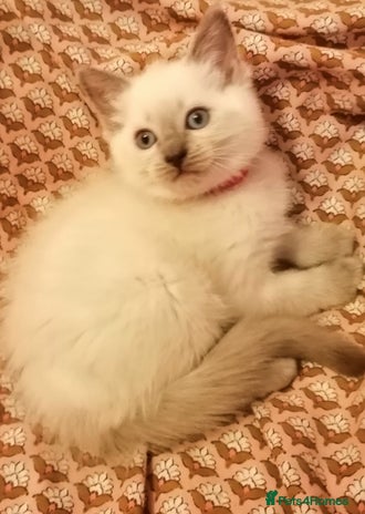 British Shorthair cats - Advert 4