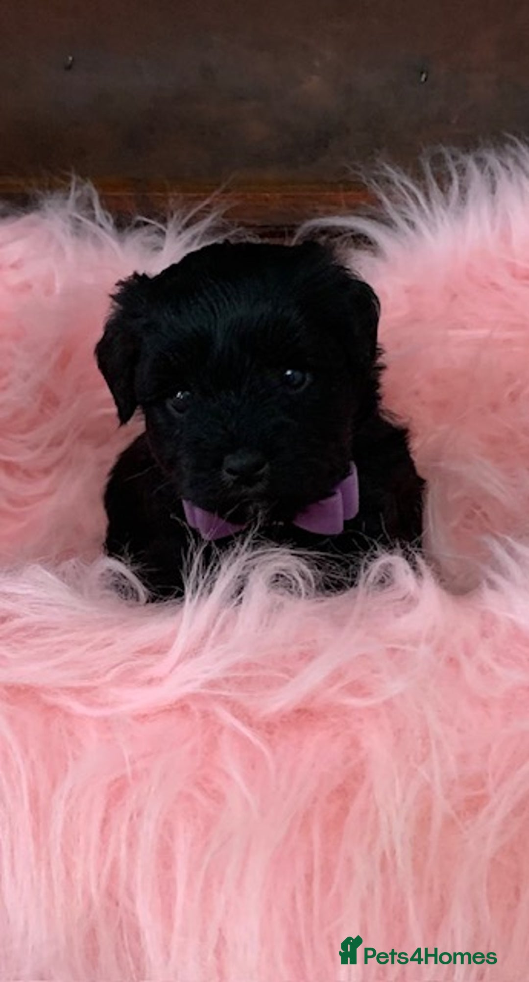 Miniature Schnauzer dogs for sale: 5* LICENSED - KC MINI (TOY) SCHNAUZER CHOCOLATE  - Advert 20