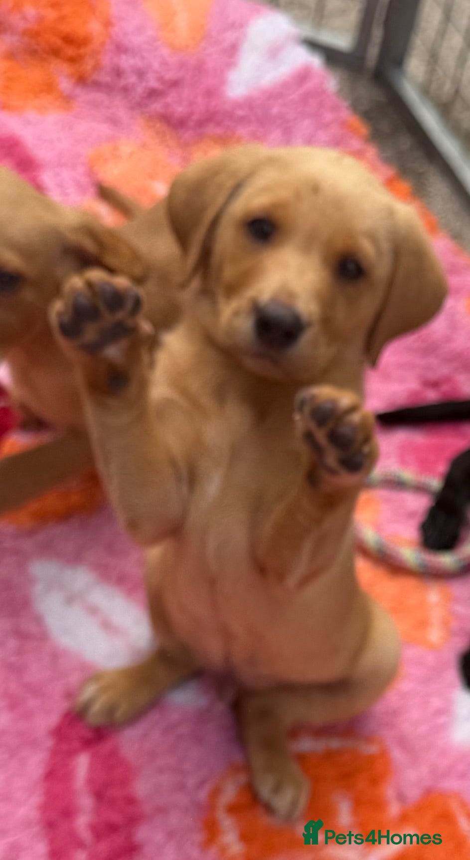 Labrador Retriever dogs Kc chunky health tested beautiful Puppies  - Advert 2