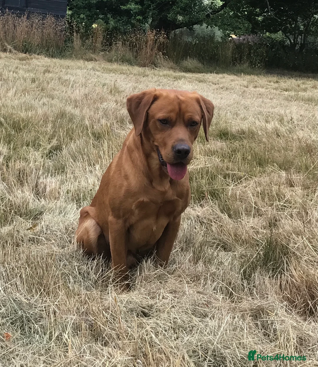 Labrador Retriever dogs for stud: Fully Health Tested Labrador for stud in Ashford - Advert 2