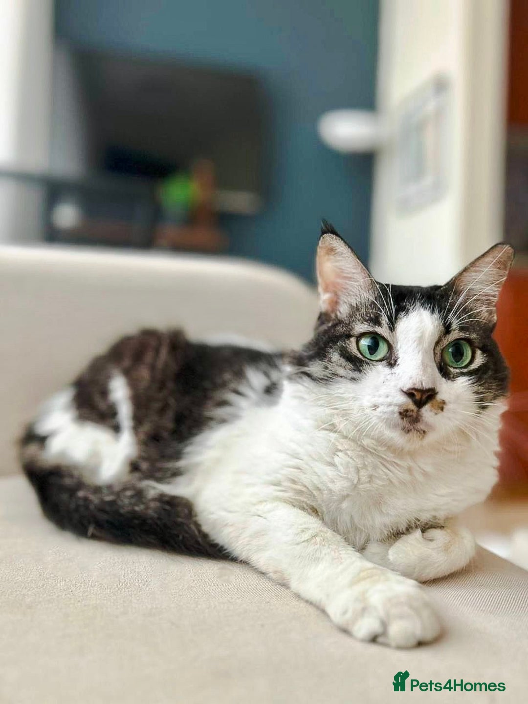 Mixed Breed cats for adoption: Meet Charli - Image 2