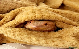 Bearded Dragon reptiles for sale: Cuddly red beardie for sale (male) with full viv  - Image 4