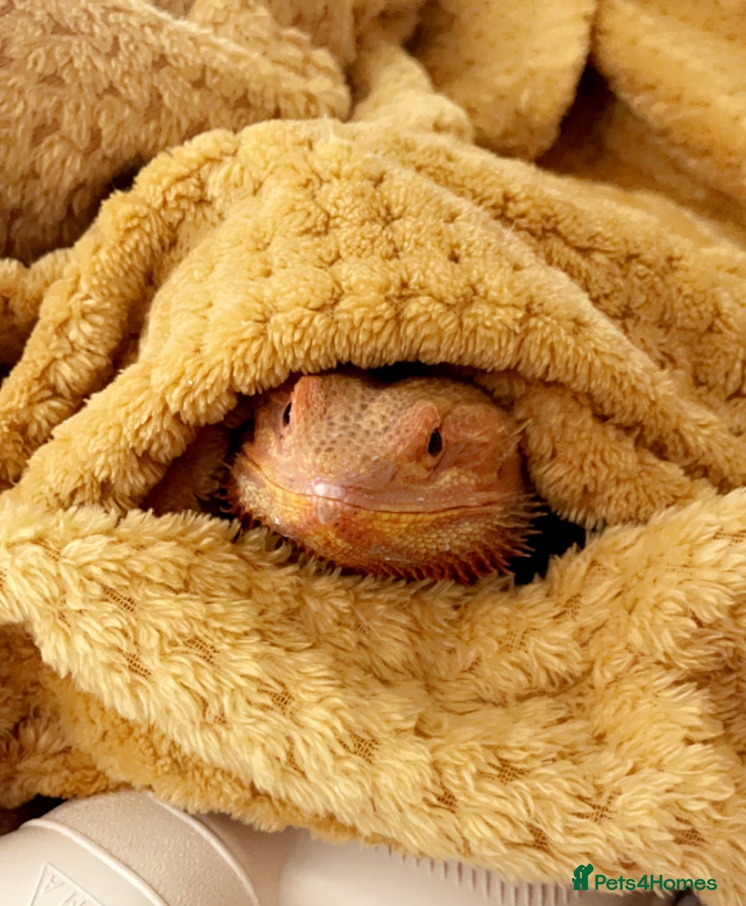 Bearded Dragon reptiles for sale: Cuddly red beardie for sale (male) with full viv  - Image 4