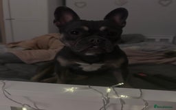 French Bulldog dogs for sale: 🐾Stunning French BullDog Puppies - Image 3