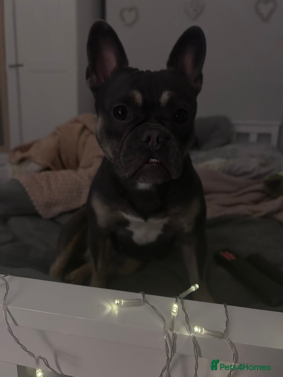 French Bulldog dogs for sale: 🐾Stunning French BullDog Puppies - Image 3