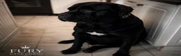 Cane Corso dogs for stud: FURY-JET BLACK CANE CORSO STUD   - Advert 4