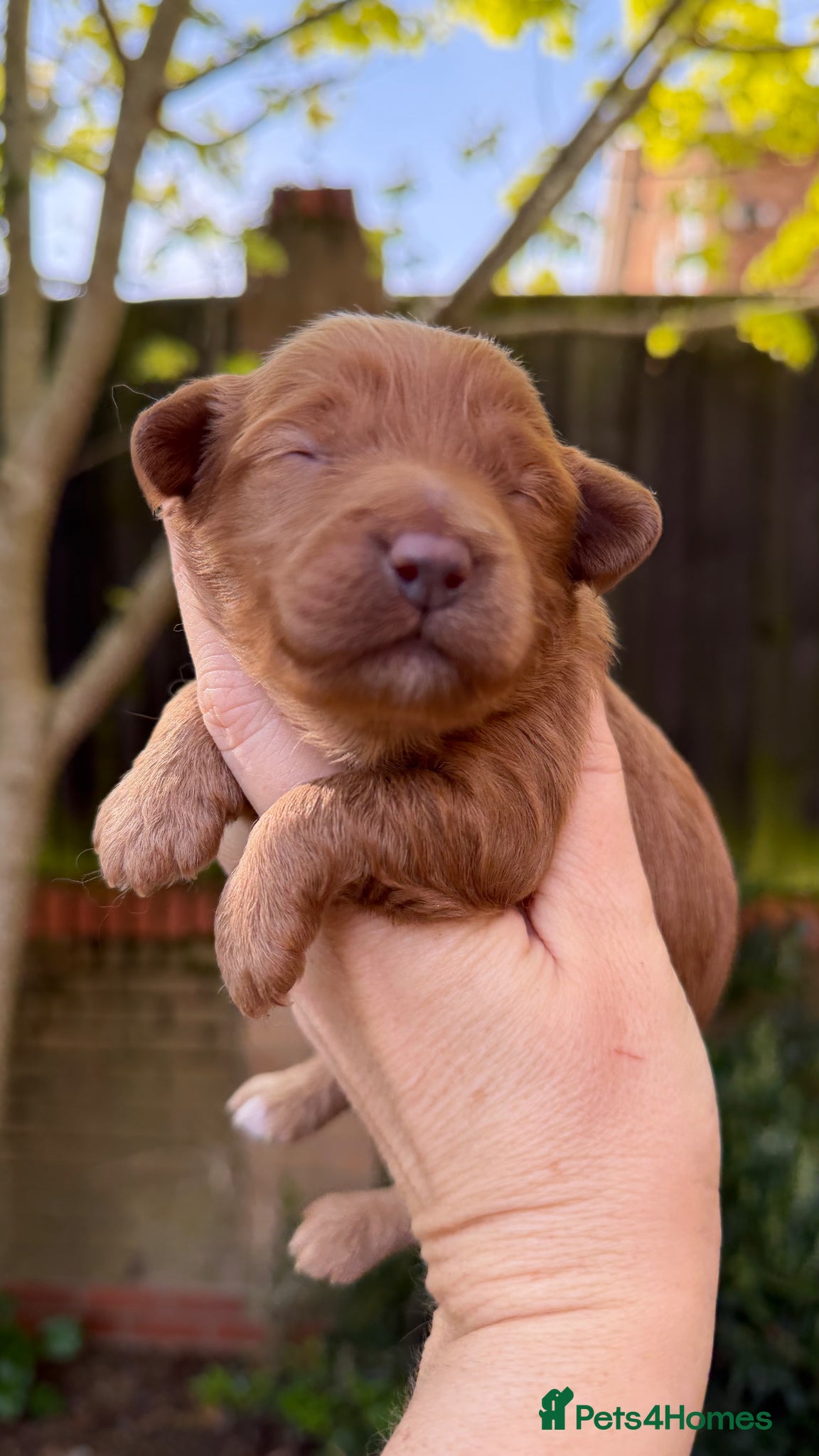Cavapoo dogs The most beautiful Cavapoos - Advert 9