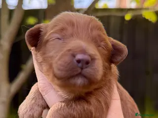 Cavapoo dogs The most beautiful Cavapoos - Advert 9