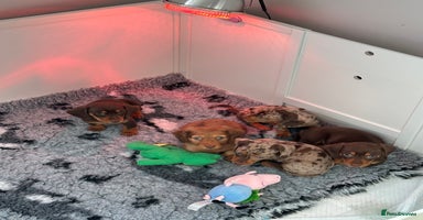 Miniature Dachshund dogs KC Reg Longhair Miniature Dacshund  - Advert 1