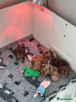 Miniature Dachshund dogs KC Reg Longhair Miniature Dacshund - Advert 1