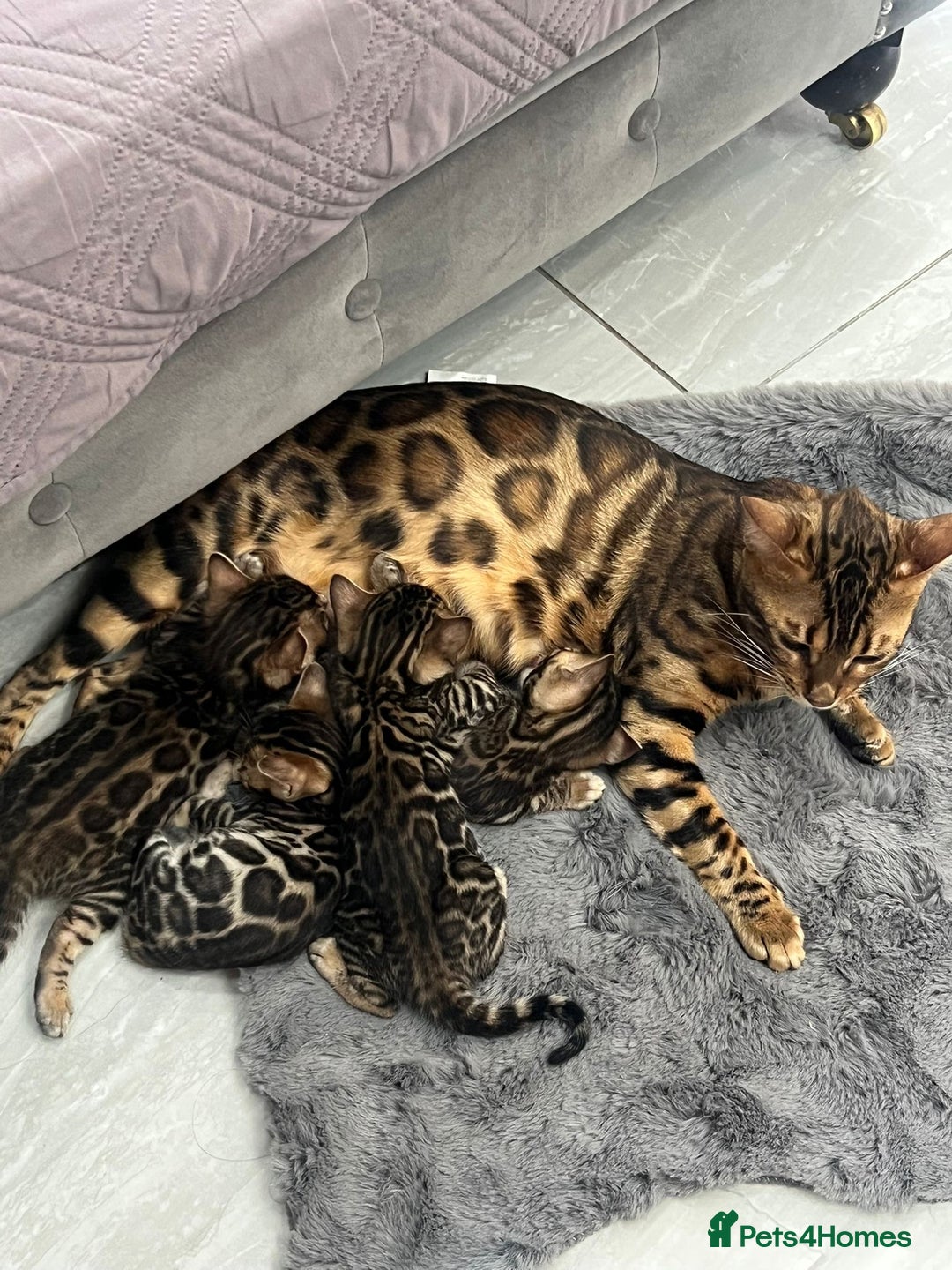 Bengal cats for sale: 💕 Adorable Rosetted bengal Kittens 💕 - Image 12