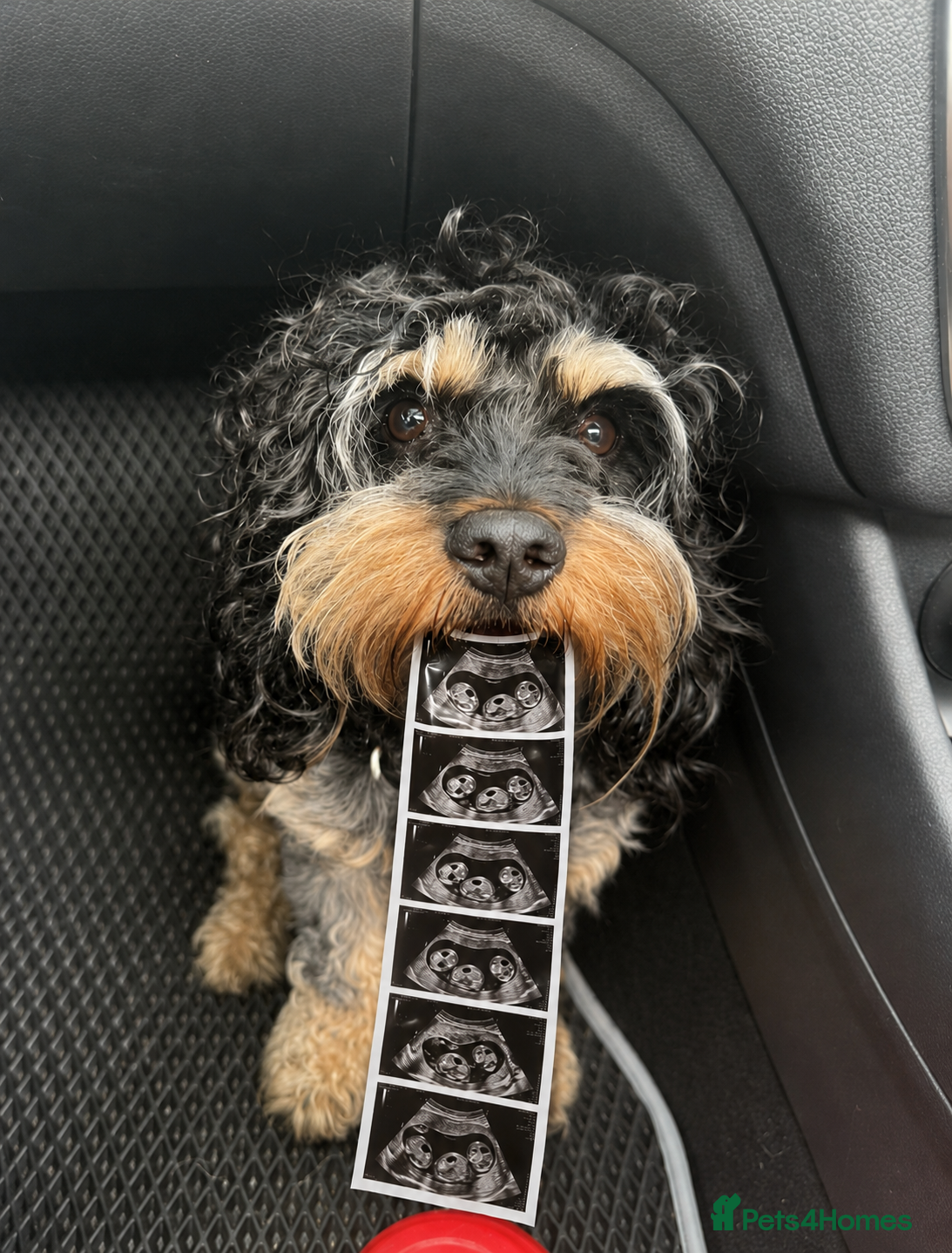 Cavapoo dogs Cavapoo Puppies due 11 June 2026 waiting list open - Advert 1
