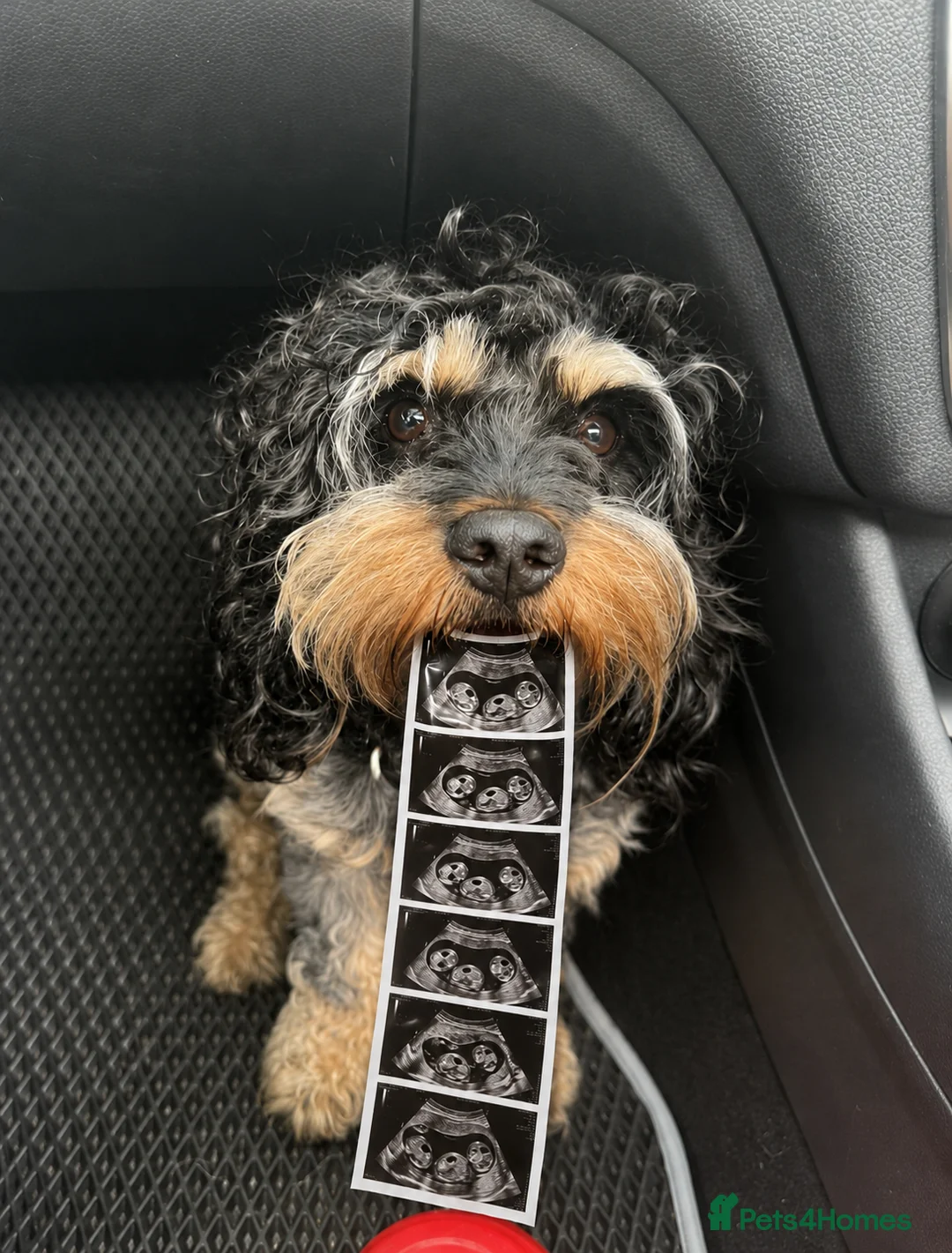 Cavapoo dogs for sale: Cavapoo Puppies due 11 June 2026 waiting list open in London - Advert 1