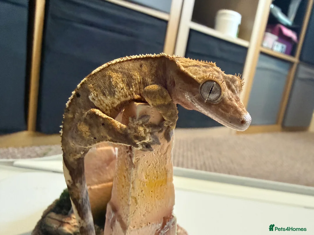 Gecko reptiles for sale: 🔥🔥❤️ Crested Geckos ❤️🔥🔥 - Advert 5