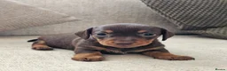 Miniature Dachshund dogs for sale: Miniature Dachshund Chocolate/Tan KC Reg Puppies - Advert 3