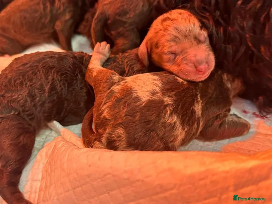 Standard Poodle dogs for stud: Freddie - Professional Stud Service in Eastleigh - Advert 14