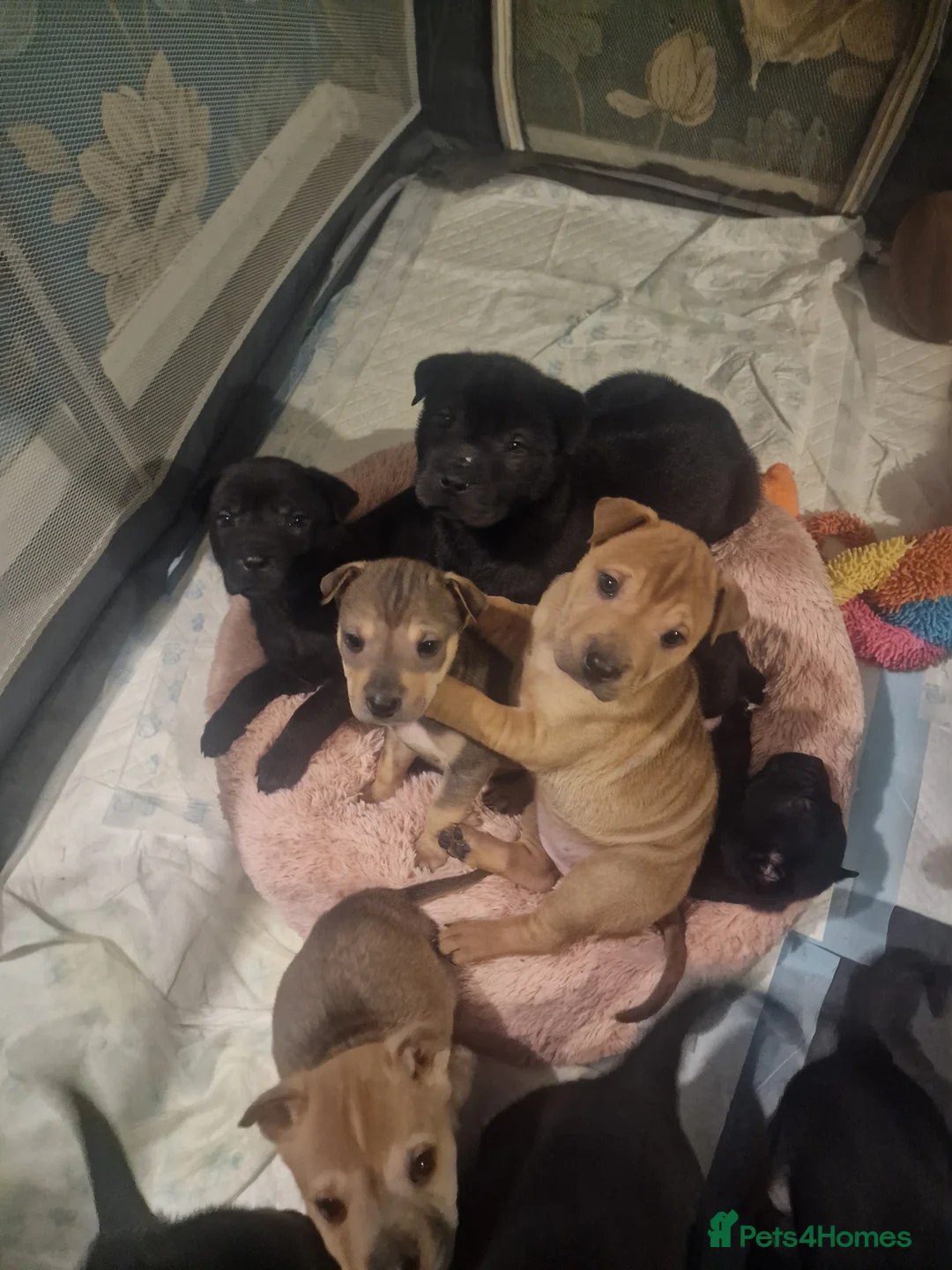 Mixed Breed dogs for sale: 11 chunky rottpei puppys  - Advert 11